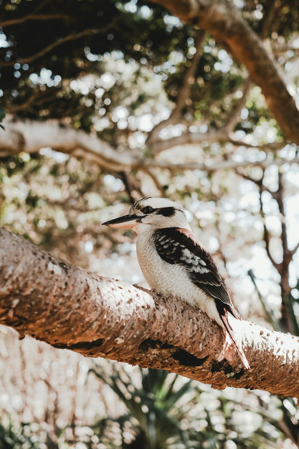 pájaro blanco y negro en la rama de un árbol marrón durante el día