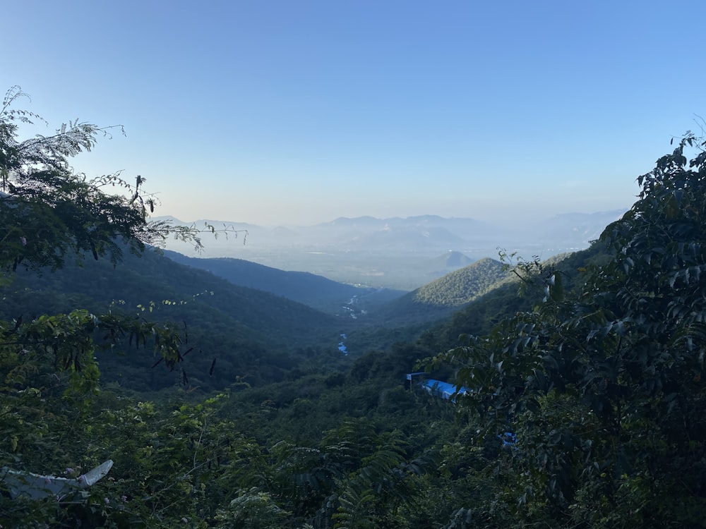 green trees on mountain during daytime