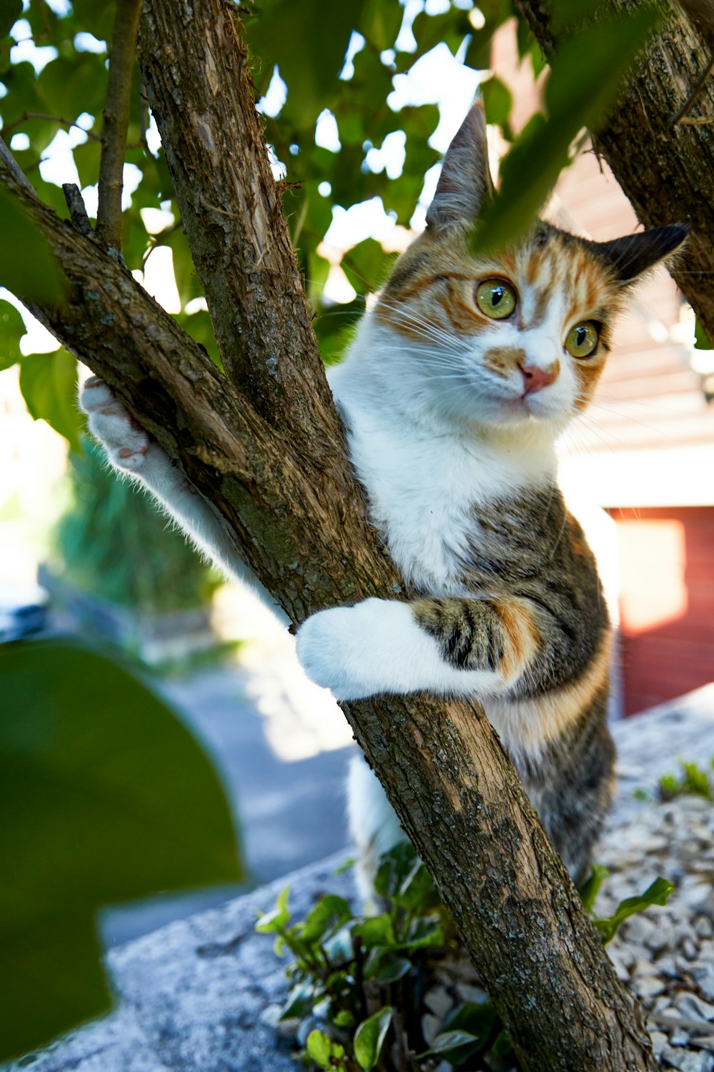 brown tabby cat on tree branch during daytime