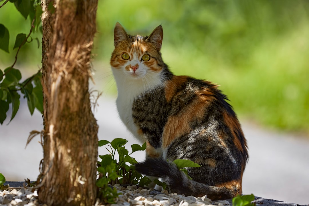 brown white and black cat on tree trunk