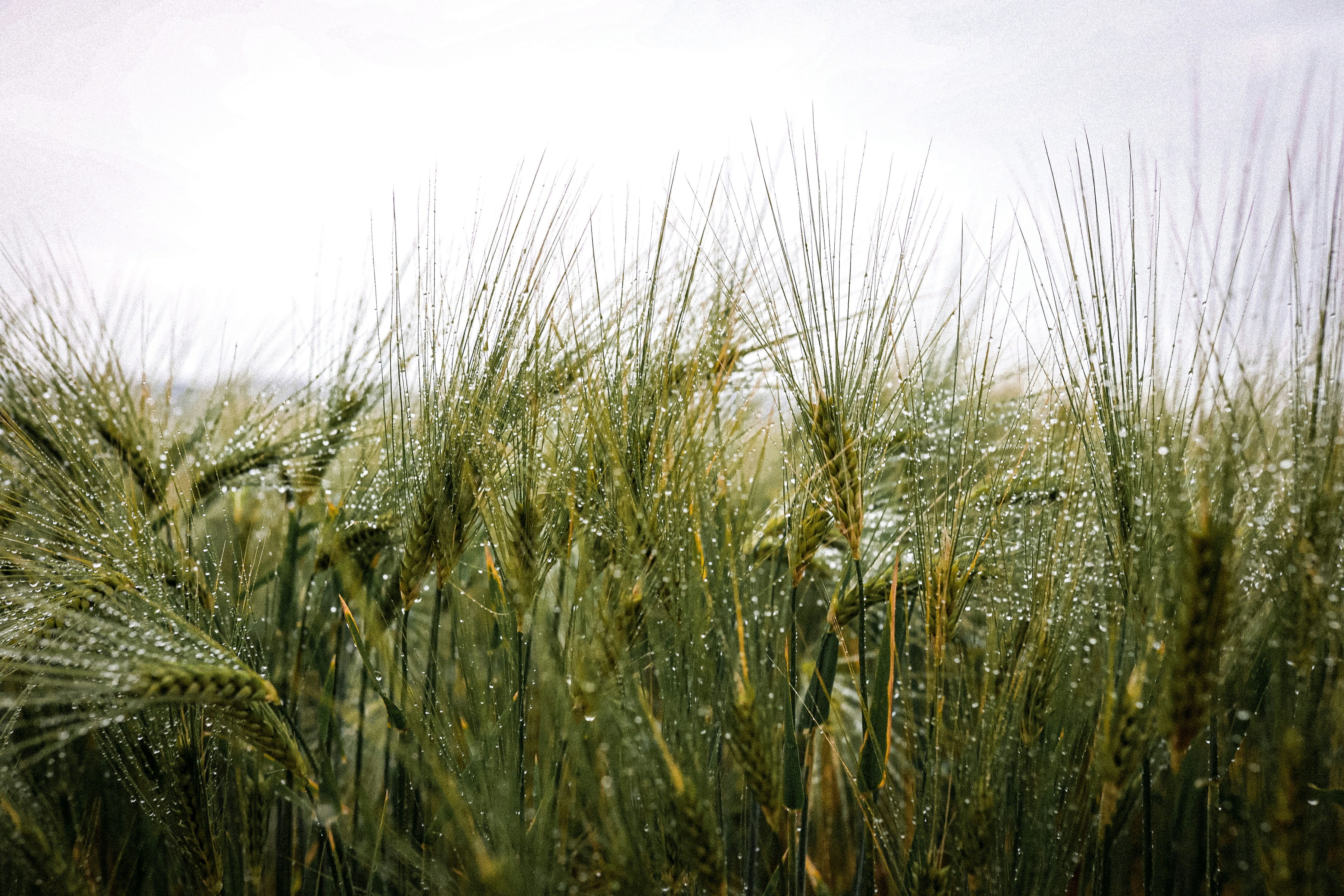 Photo by corina_rainer_