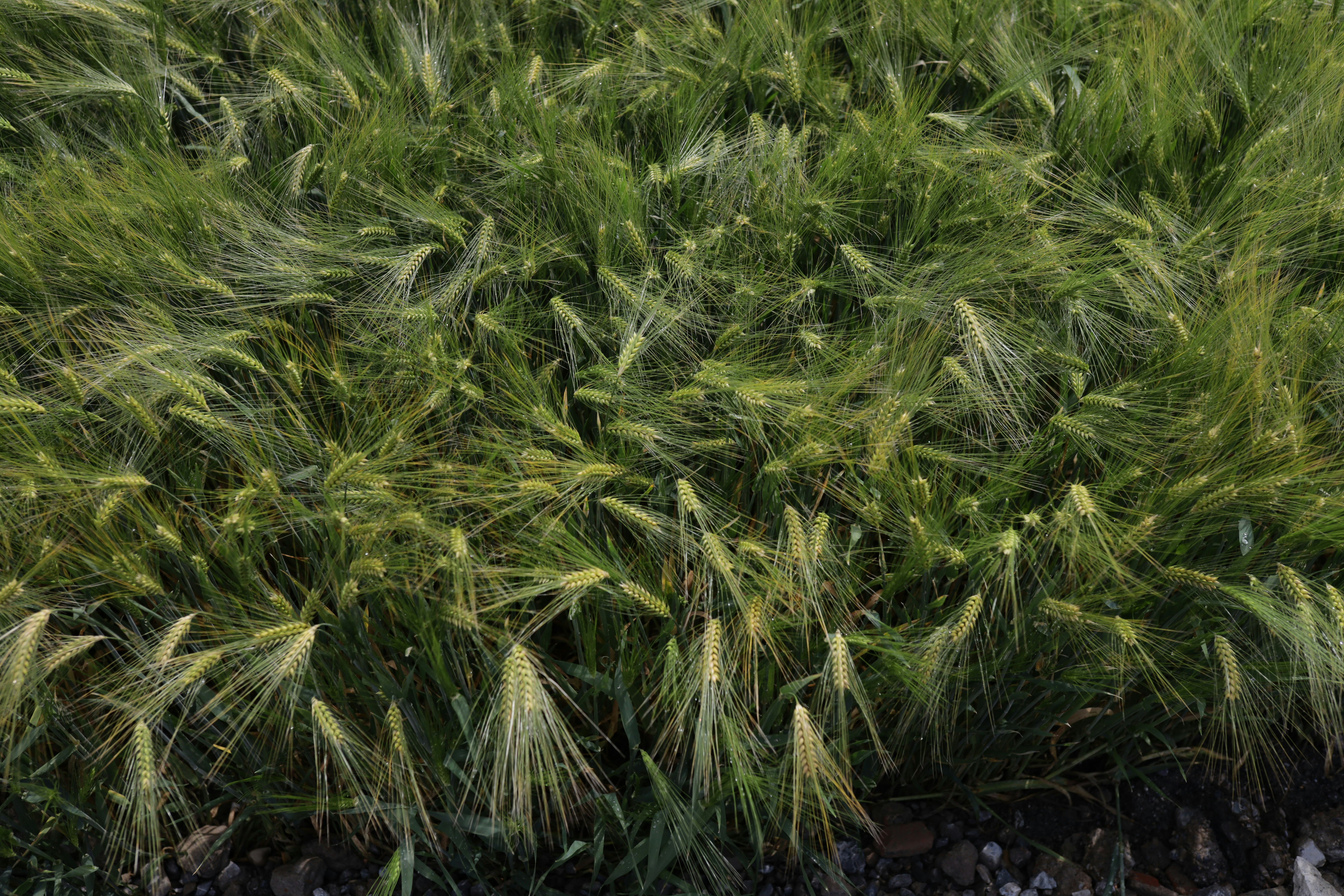 Photo by corina_rainer_