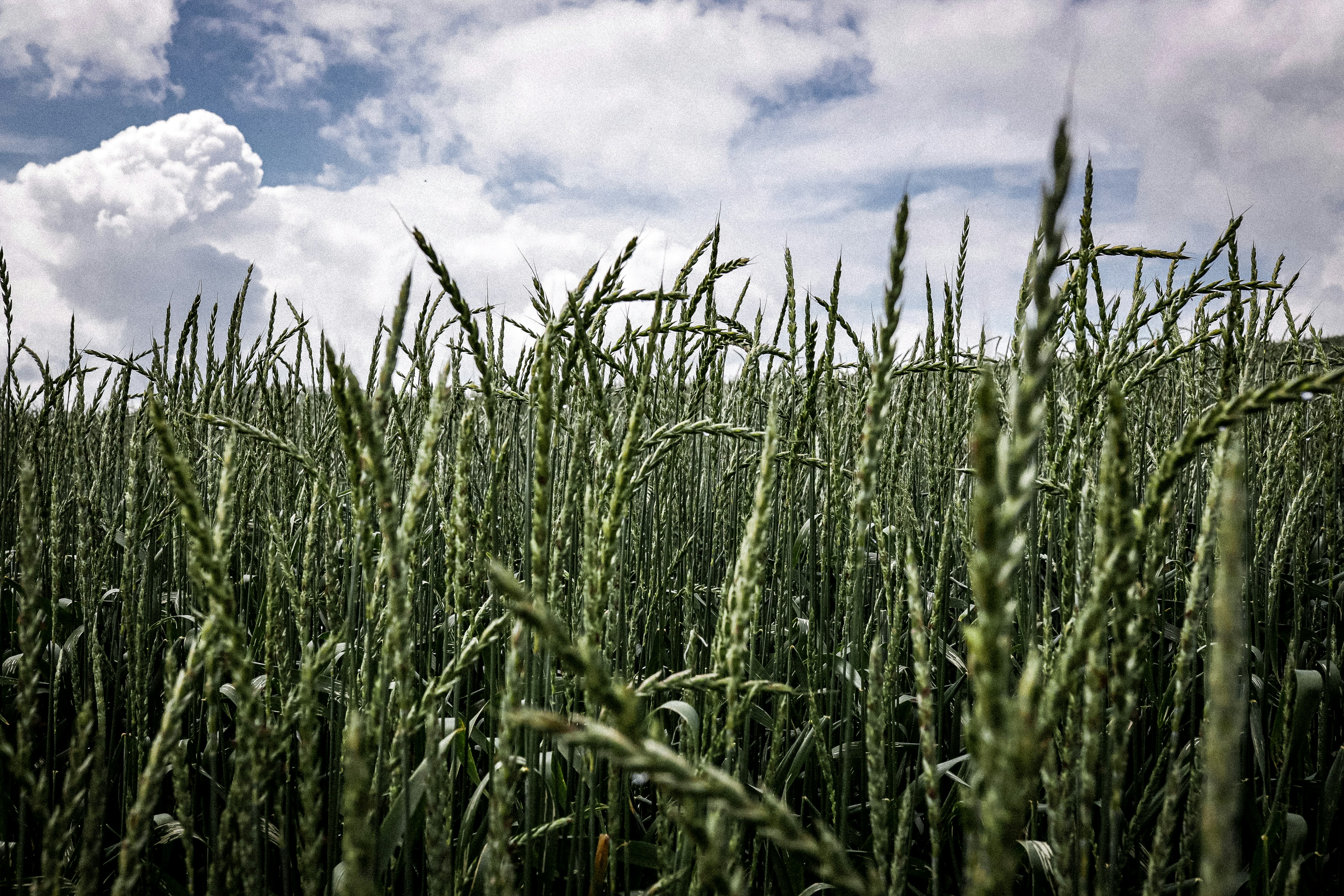 Photo by corina_rainer_