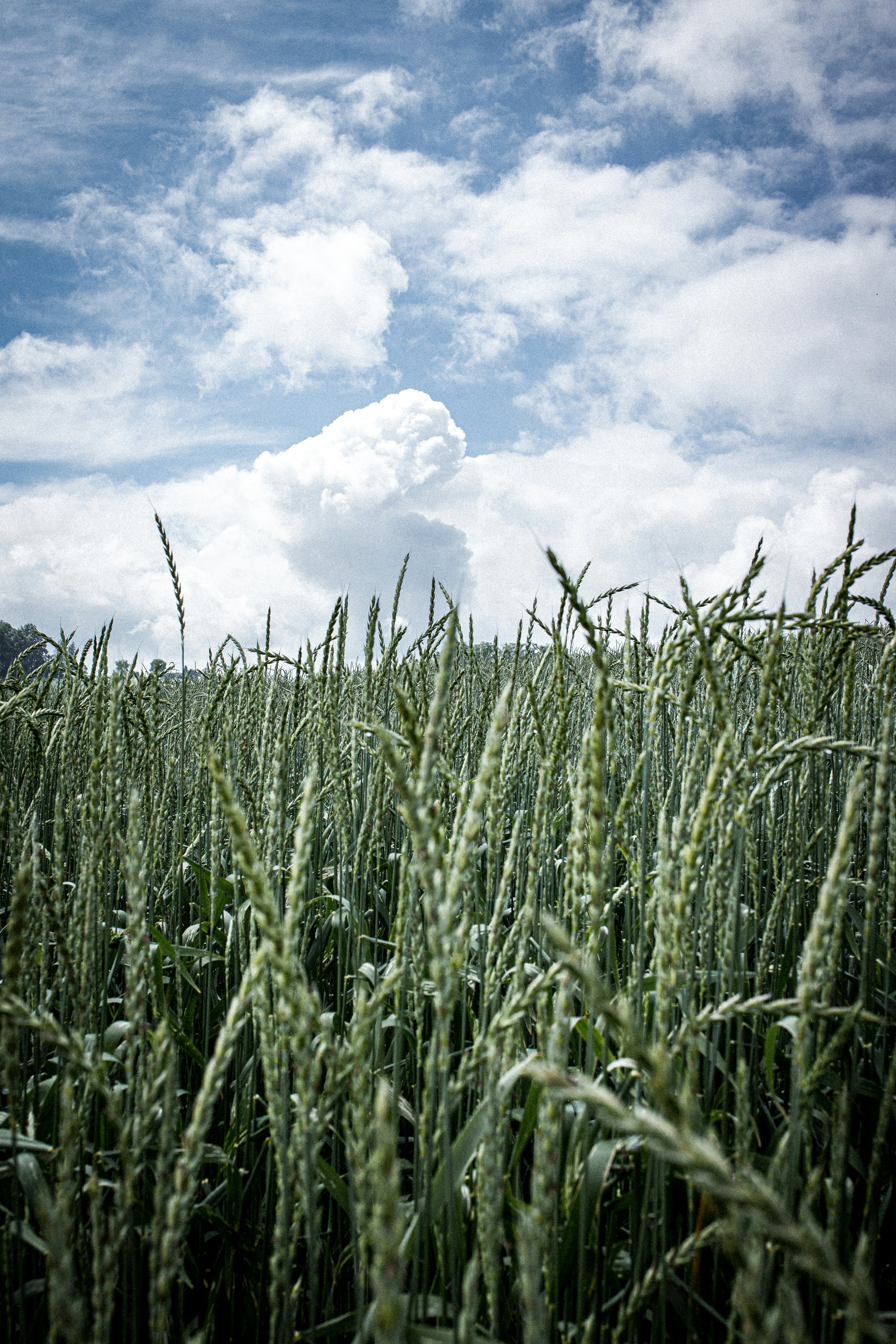 green wheat field under white clouds and blue sky during daytime