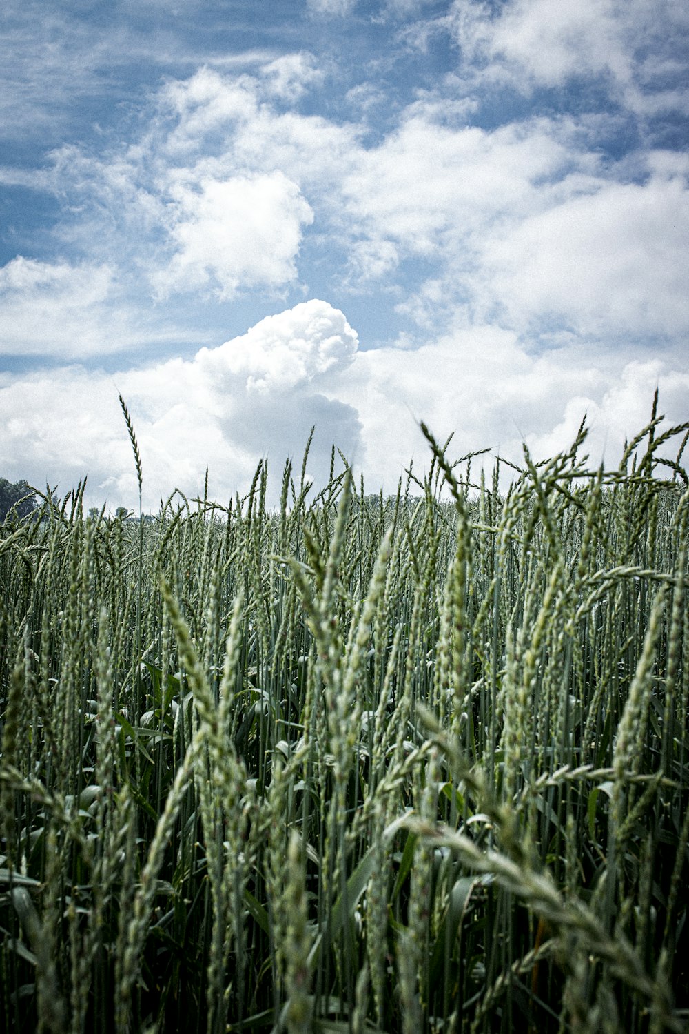 green wheat field under white clouds and blue sky during daytime