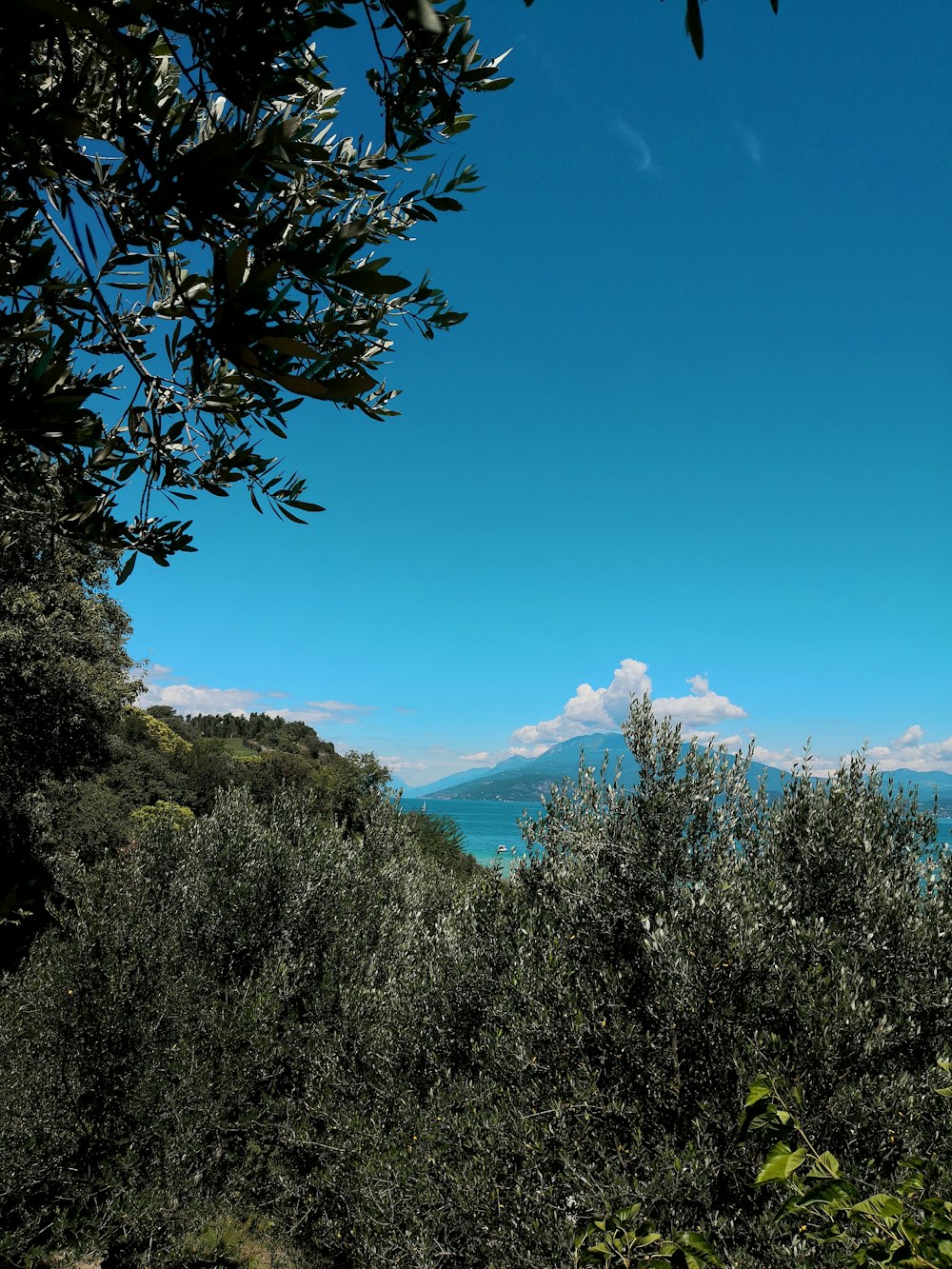 green trees and mountains under blue sky during daytime