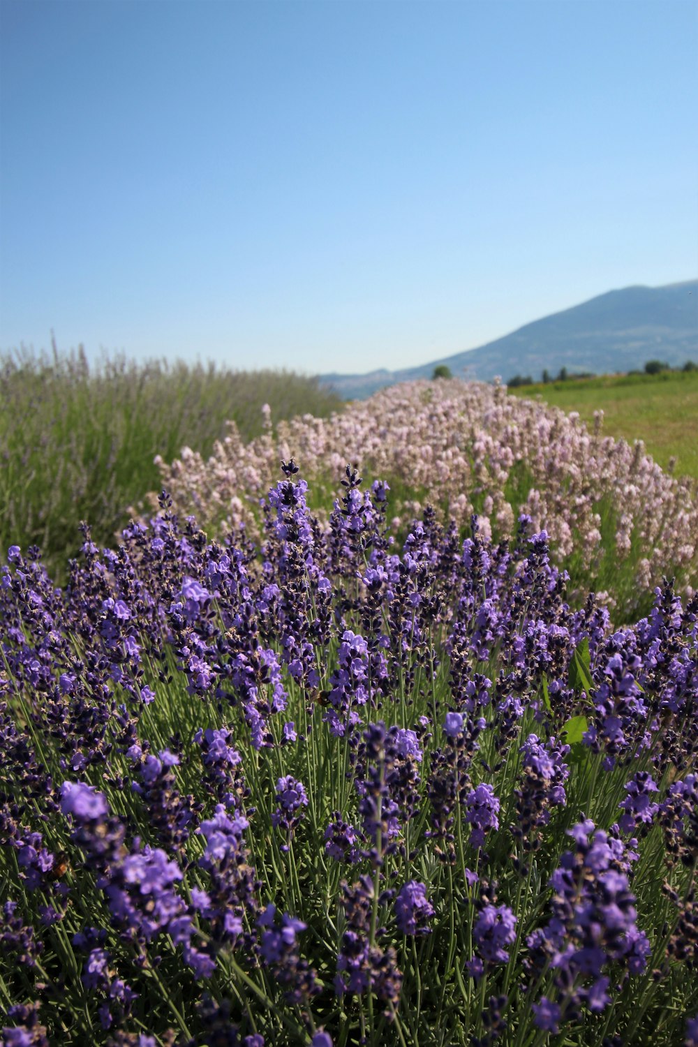 purple flower field during daytime