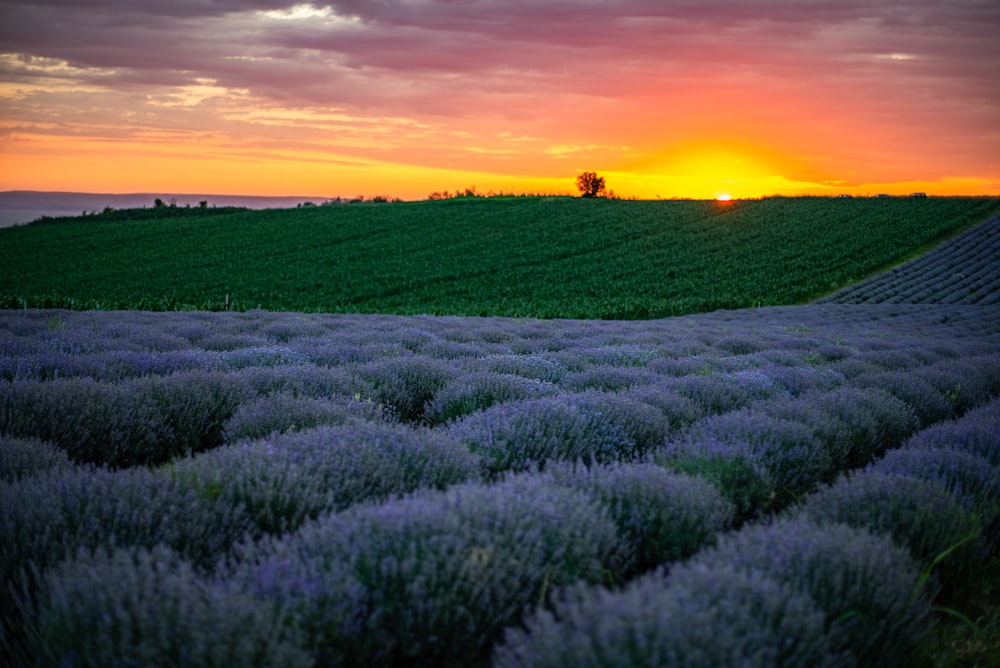 green grass field during sunset