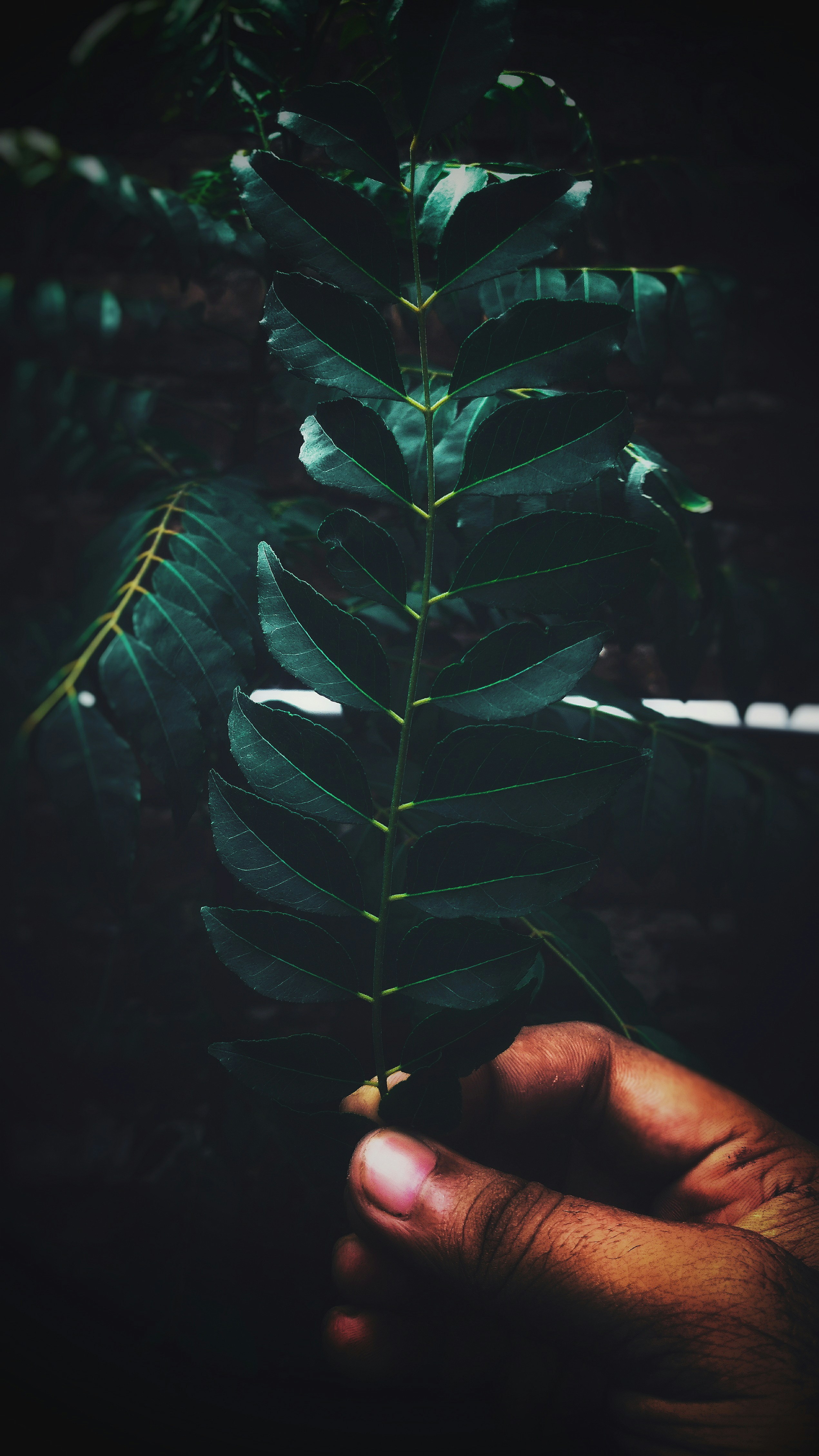 person holding green leaves during daytime