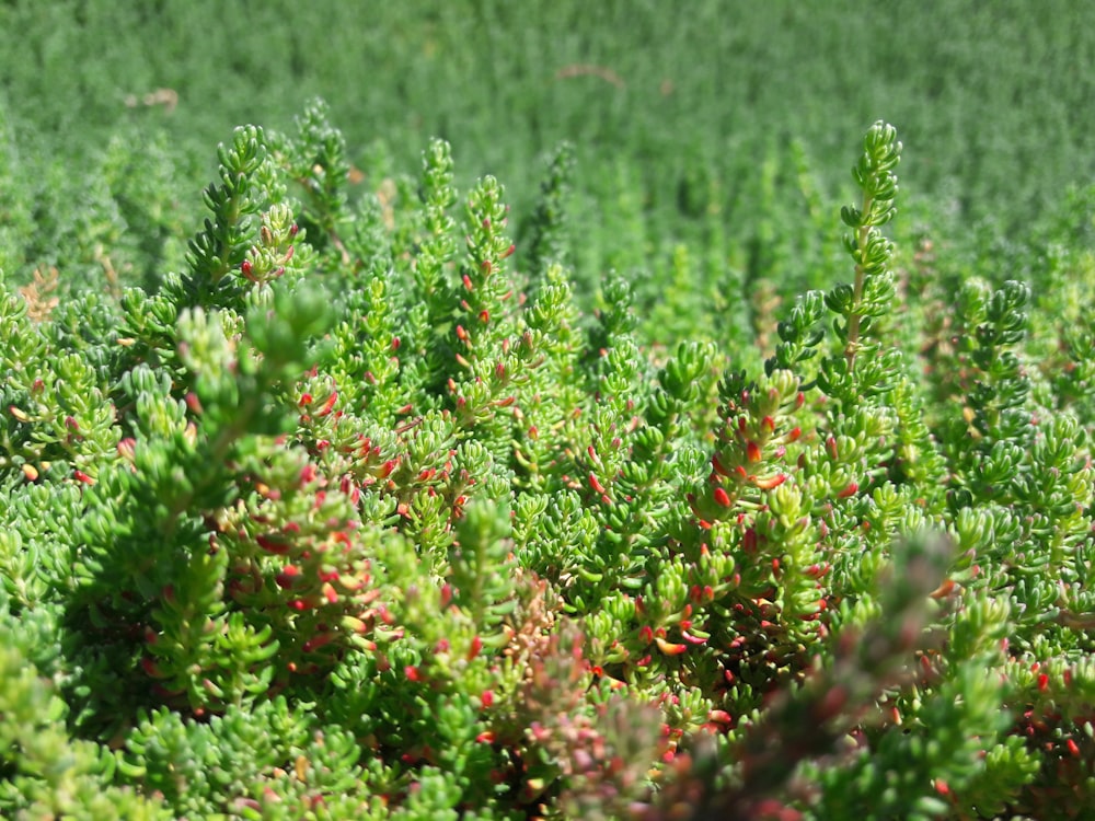 red and green plant during daytime