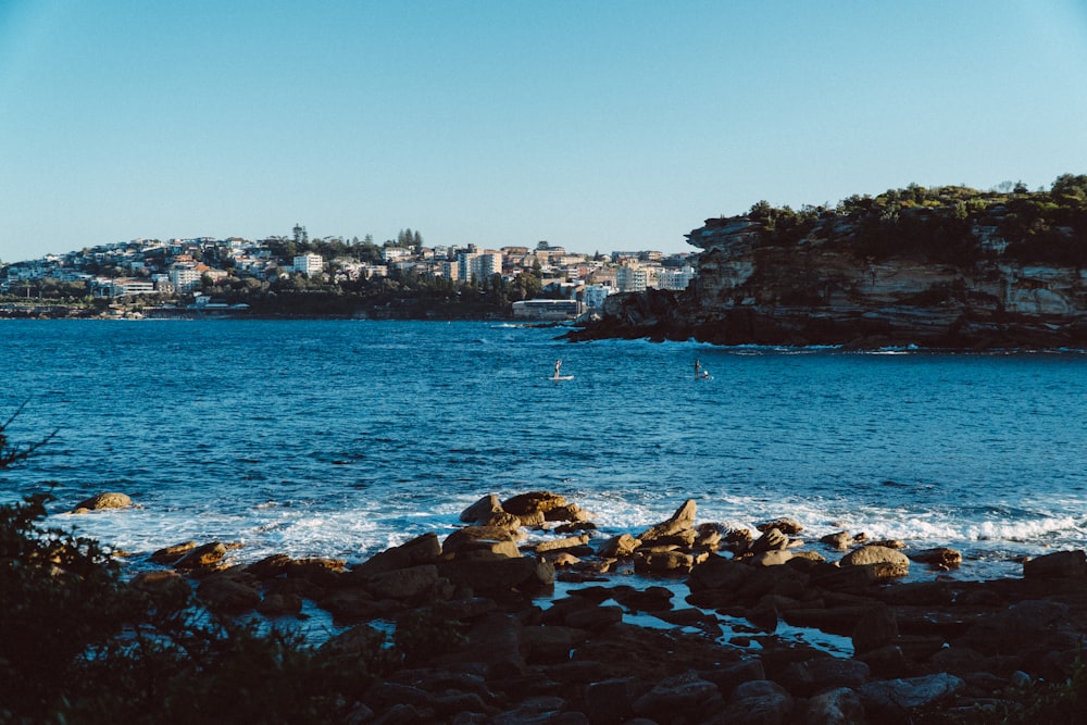 white and black bird on rock formation near body of water during daytime