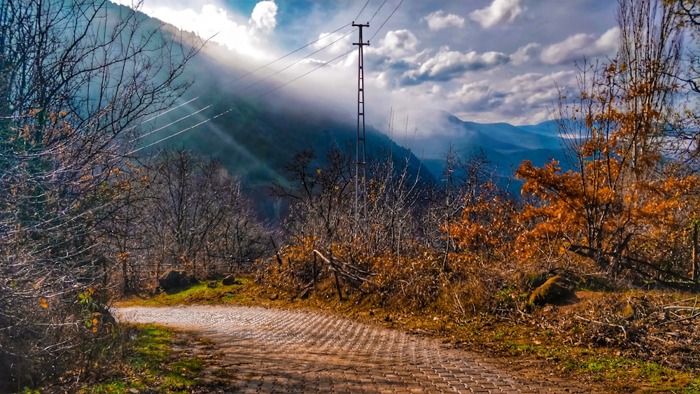 brown trees near mountain under white clouds and blue sky during daytime