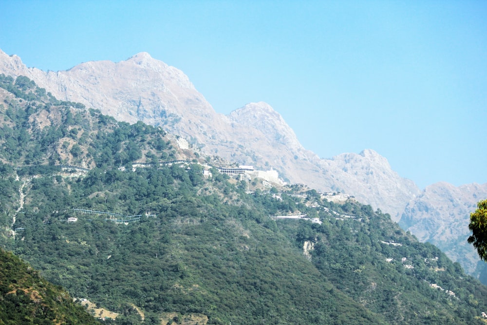 green trees on mountain during daytime