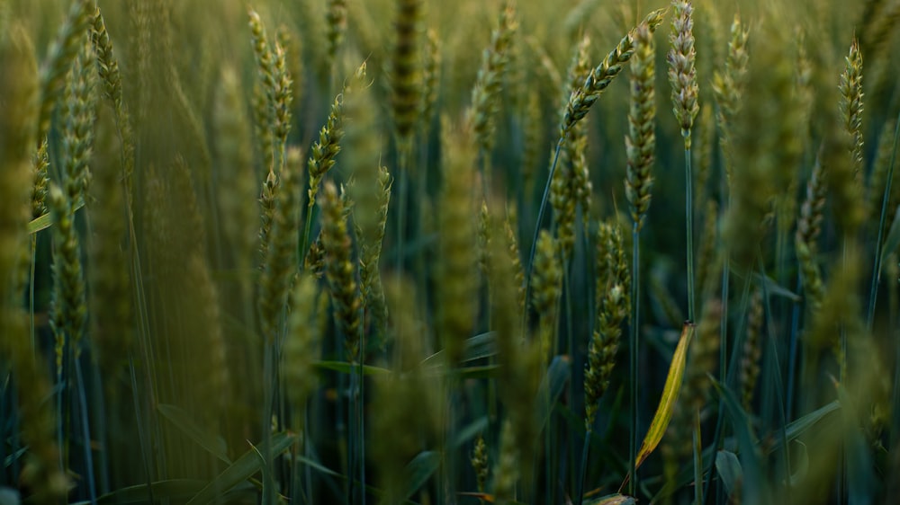 green wheat field during daytime