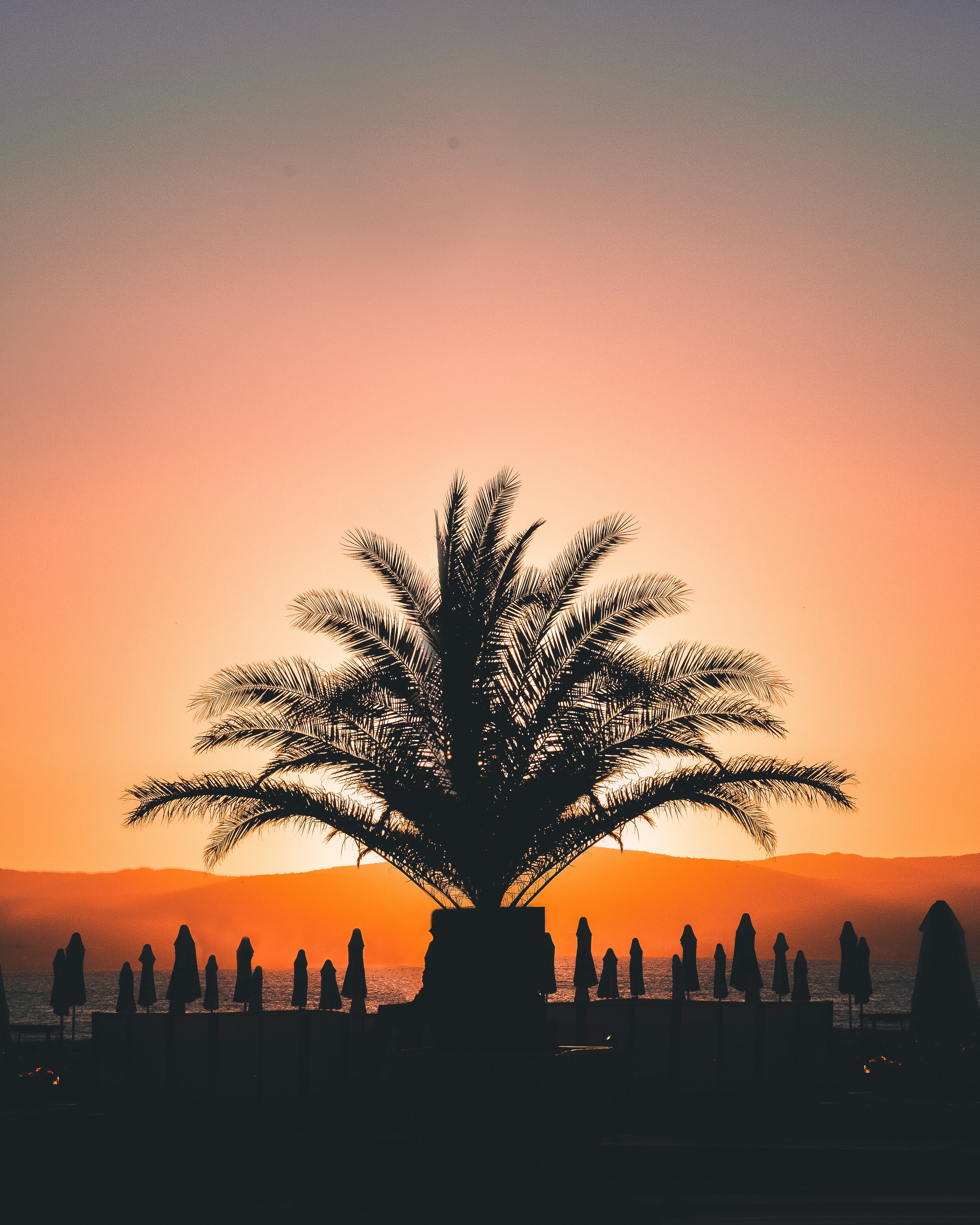 Silueta de la palmera durante la puesta del sol