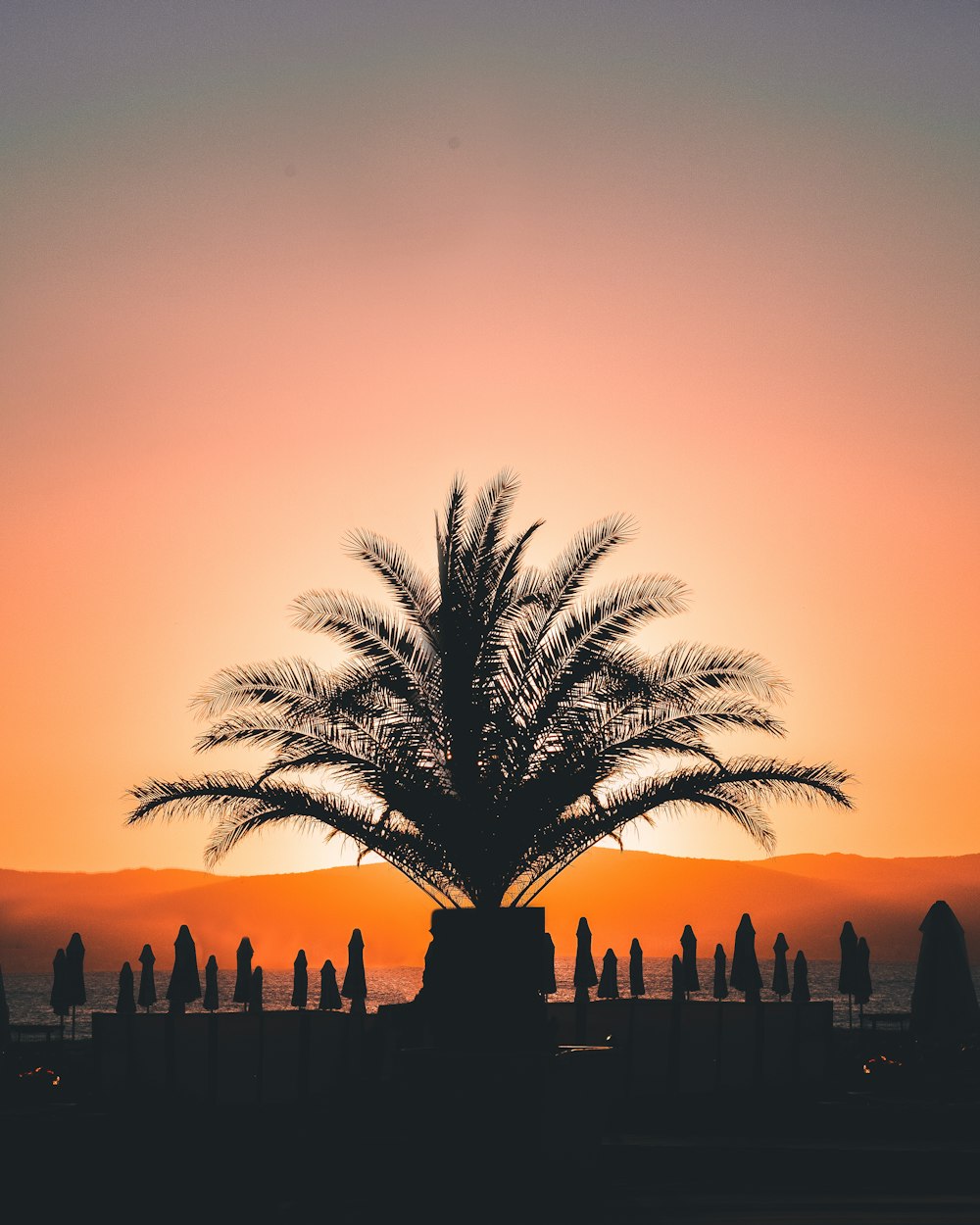 Silueta de la palmera durante la puesta del sol