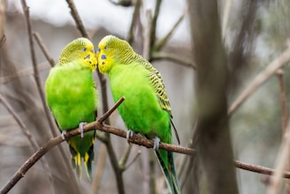 A pair of Gouldian finches nestled close together on a thin branch at dawn.