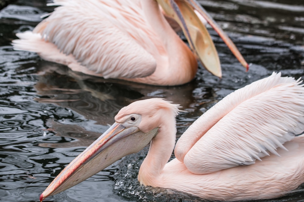 white pelican on body of water during daytime