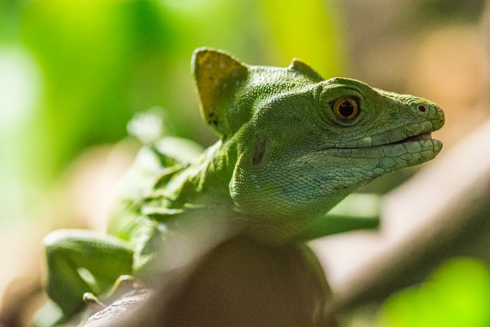 green and white chameleon on persons hand