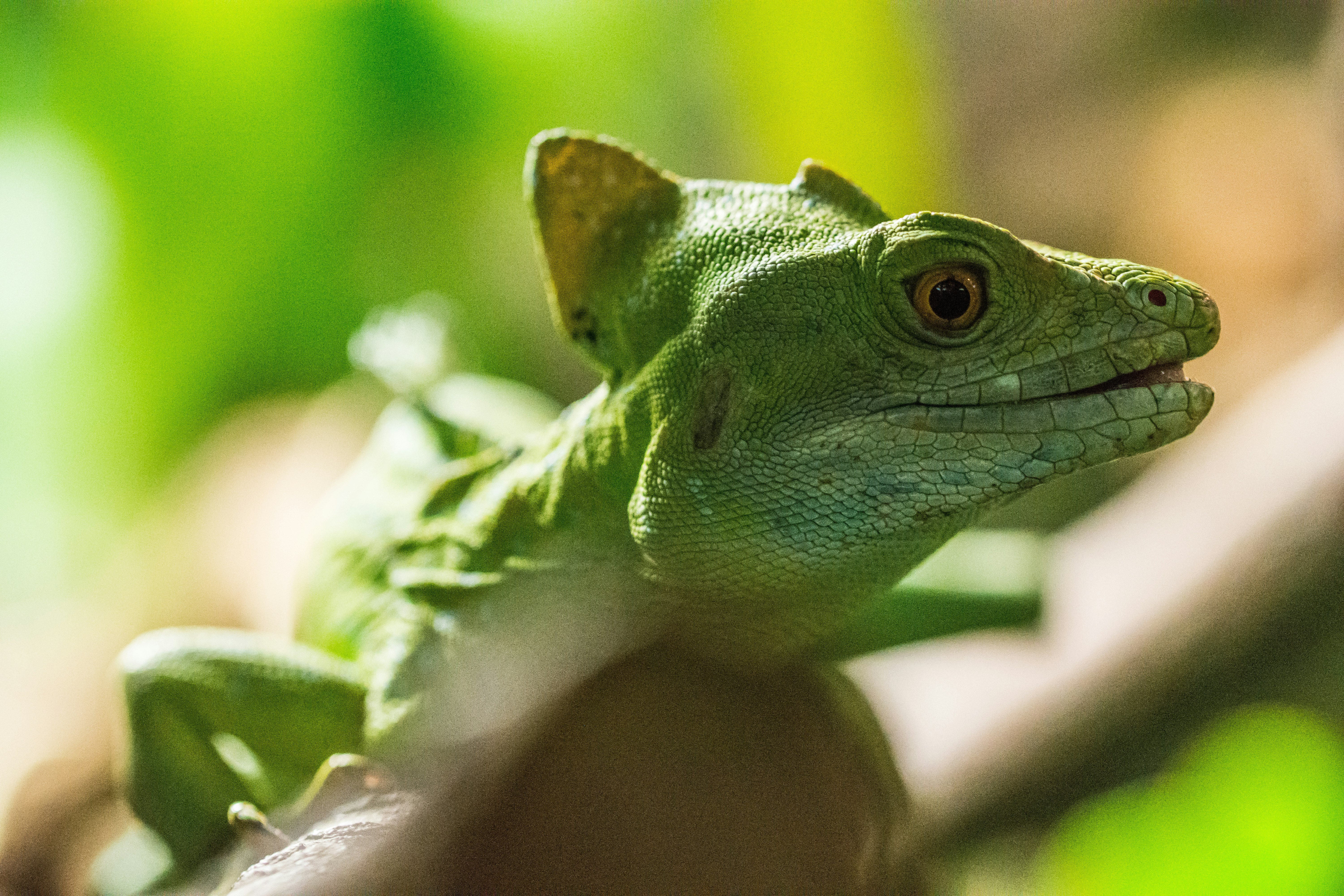 green and white chameleon on persons hand