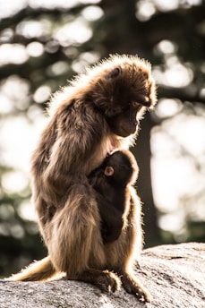 A mother baboon is cradling her baby on a large rock, surrounded by a softly blurred, natural background. The light highlights the fur, creating a warm, intimate scene.