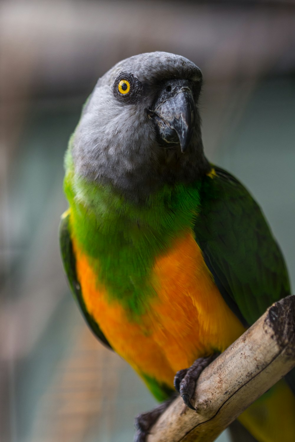 green and yellow bird on brown tree branch