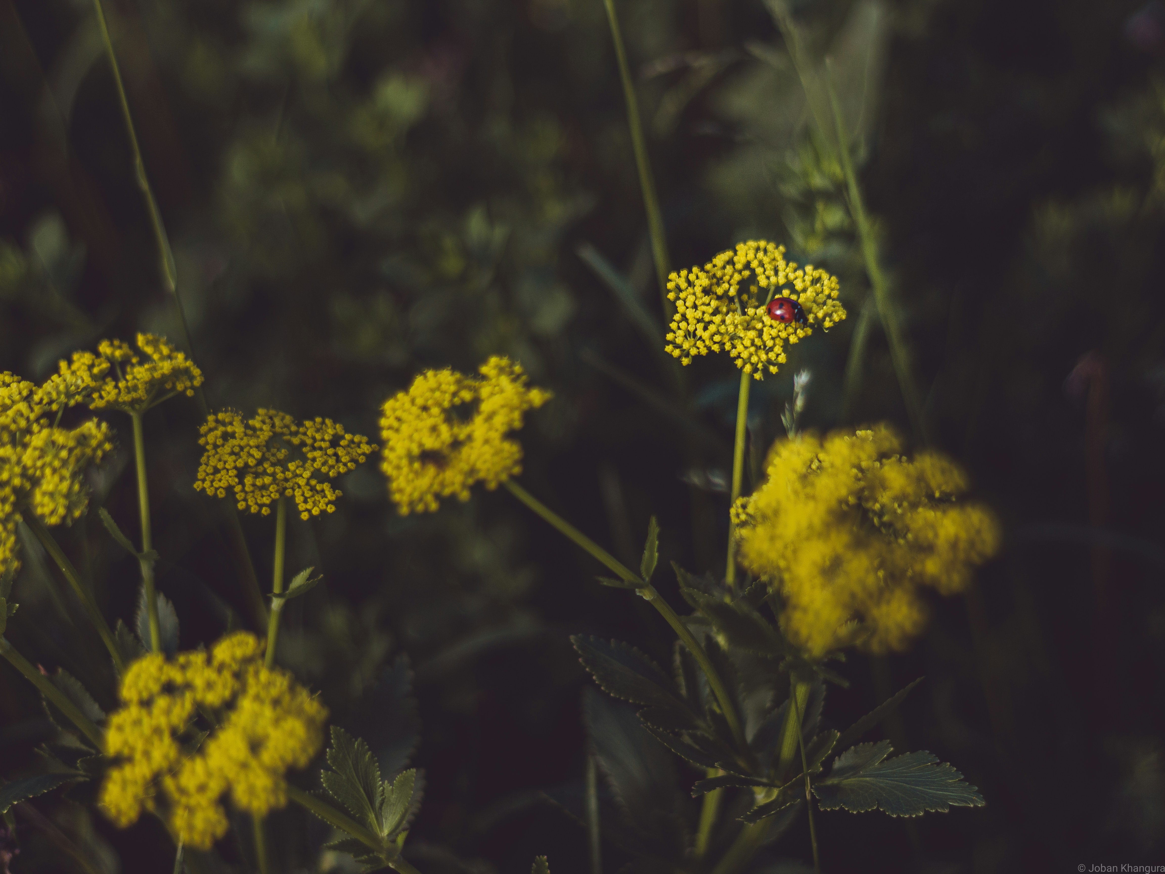 Photo by jobankhangura