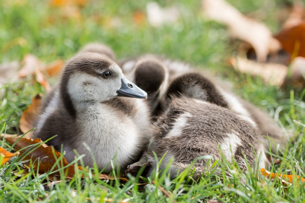 a couple of ducks that are sitting in the grass