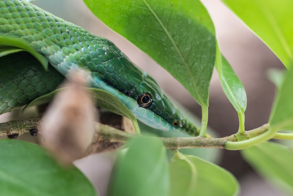 green snake on tree branch