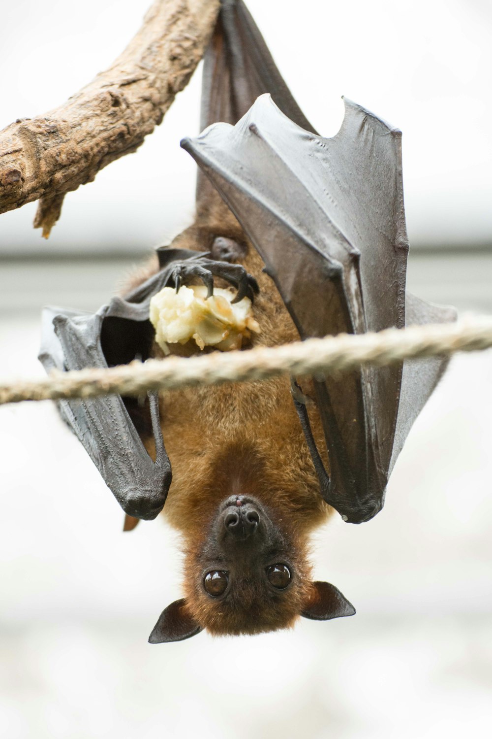 macaco marrom no galho marrom da árvore