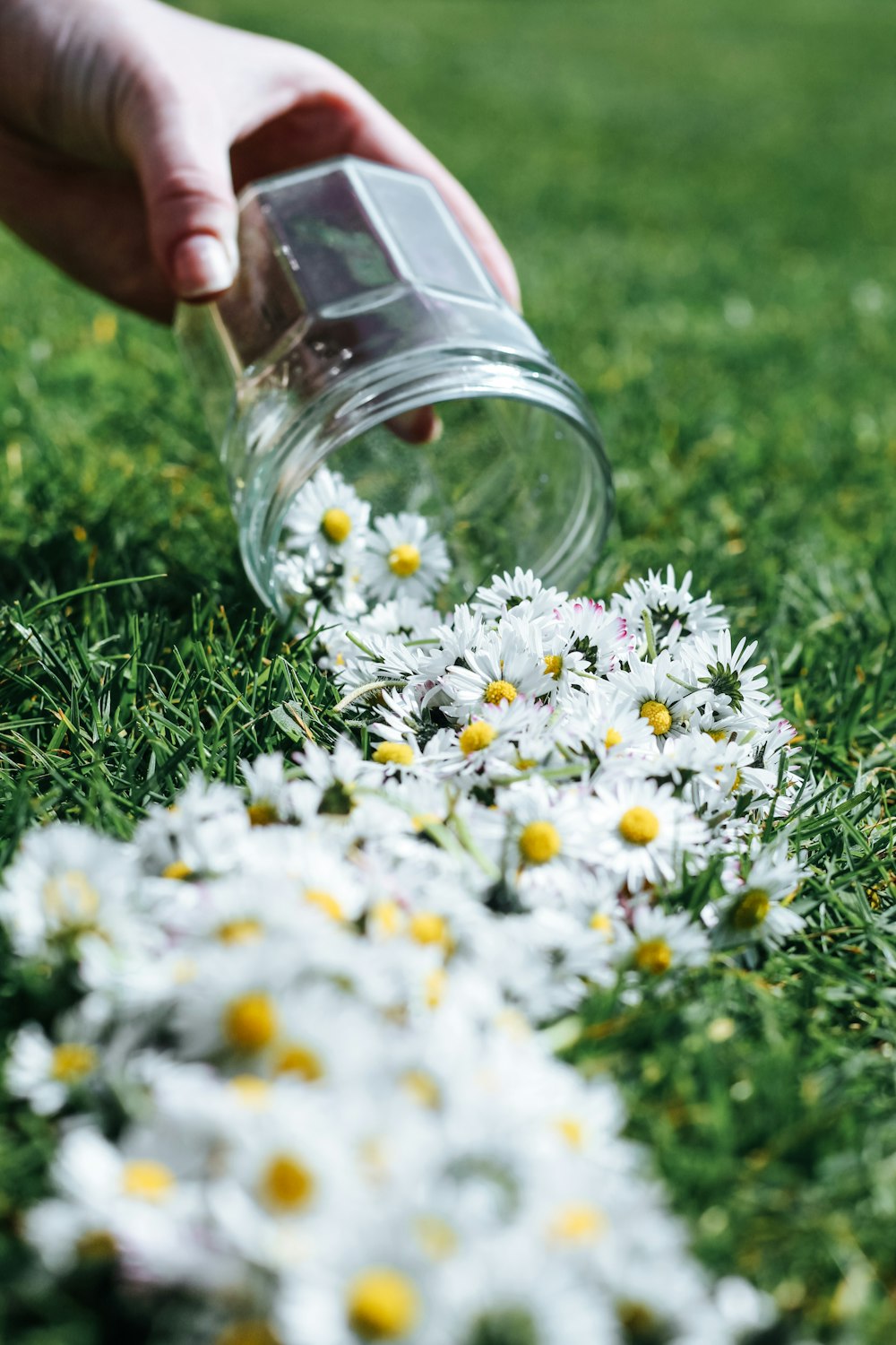 white and yellow flowers in clear glass jar