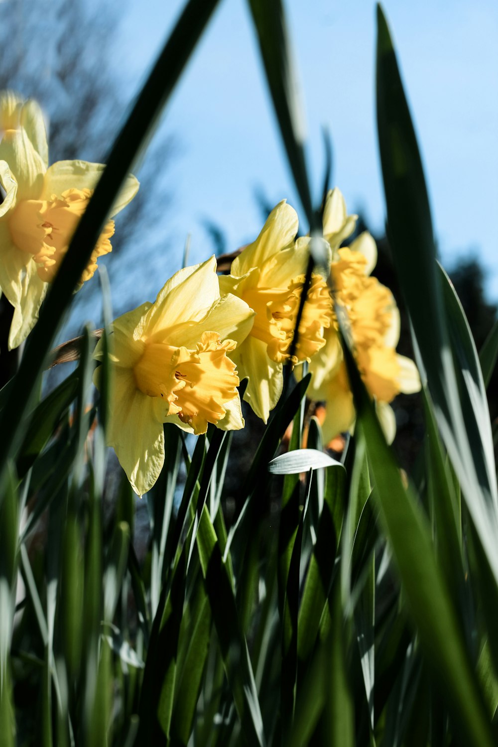 yellow flowers in tilt shift lens