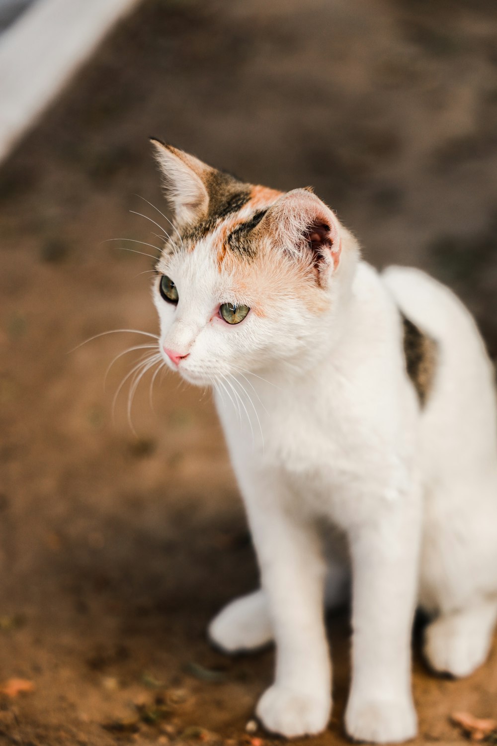 white and brown short fur cat