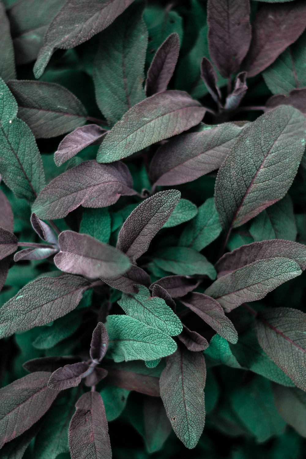 green leaves plant during daytime