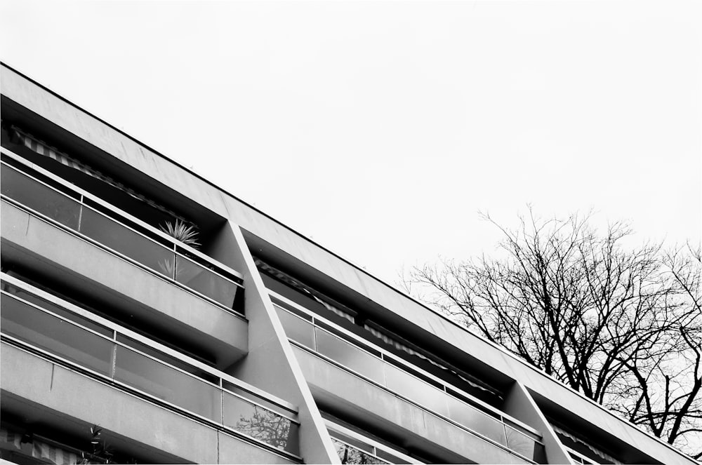 photo en niveaux de gris d'un arbre nu à côté d'un bâtiment