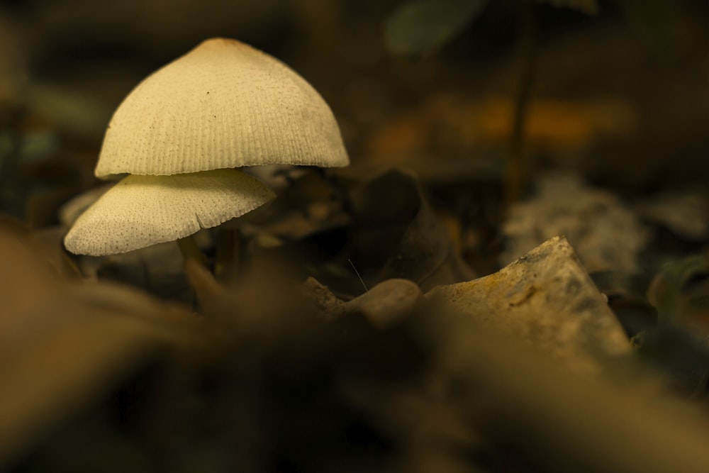 white mushroom in tilt shift lens