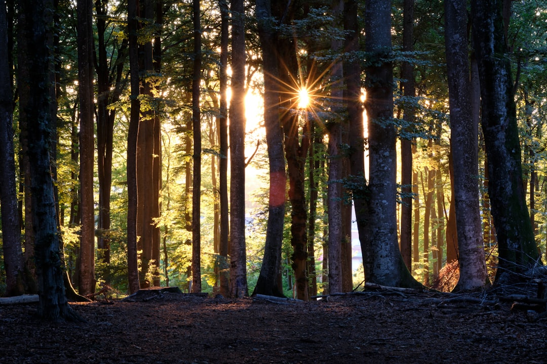 Forest photo spot Epalinges Oeschinensee