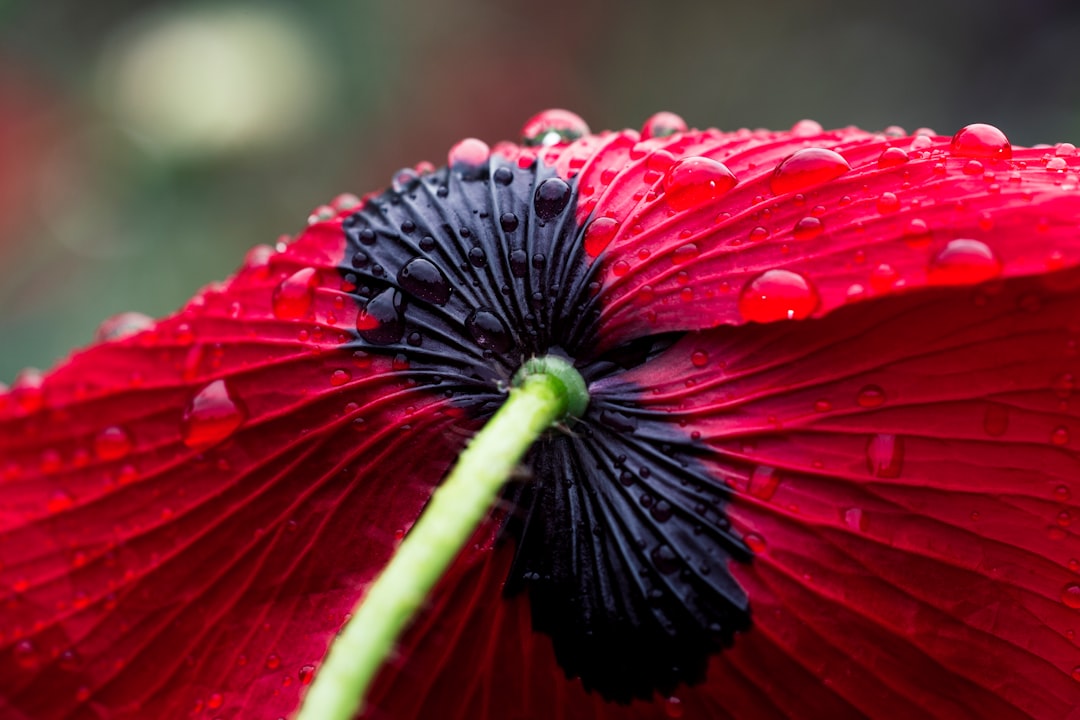 red flower with green stem