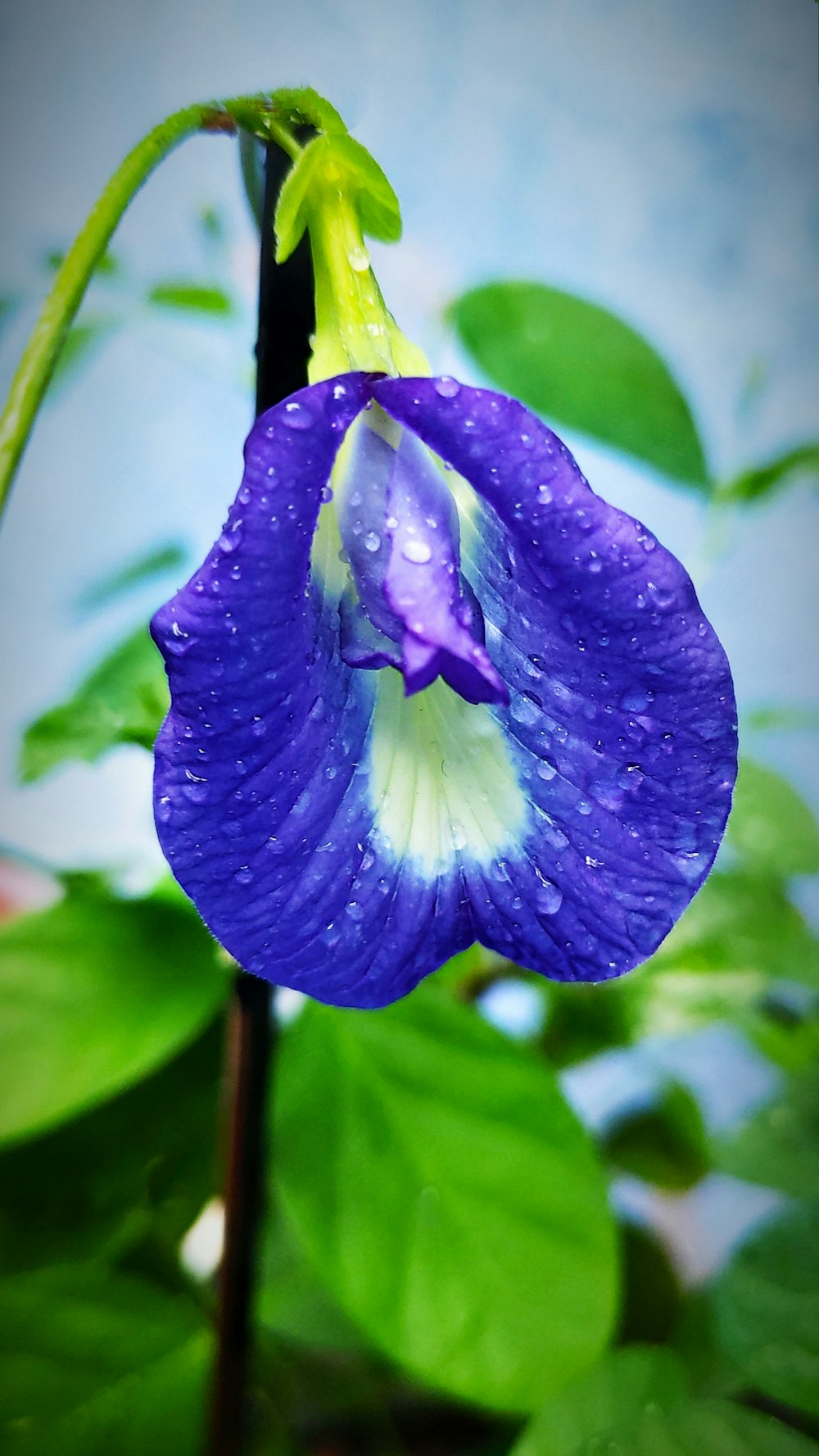 purple flower in tilt shift lens