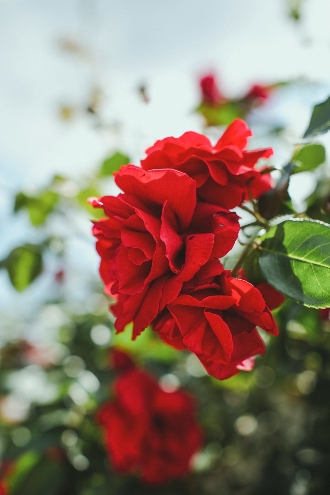 red rose in bloom during daytime