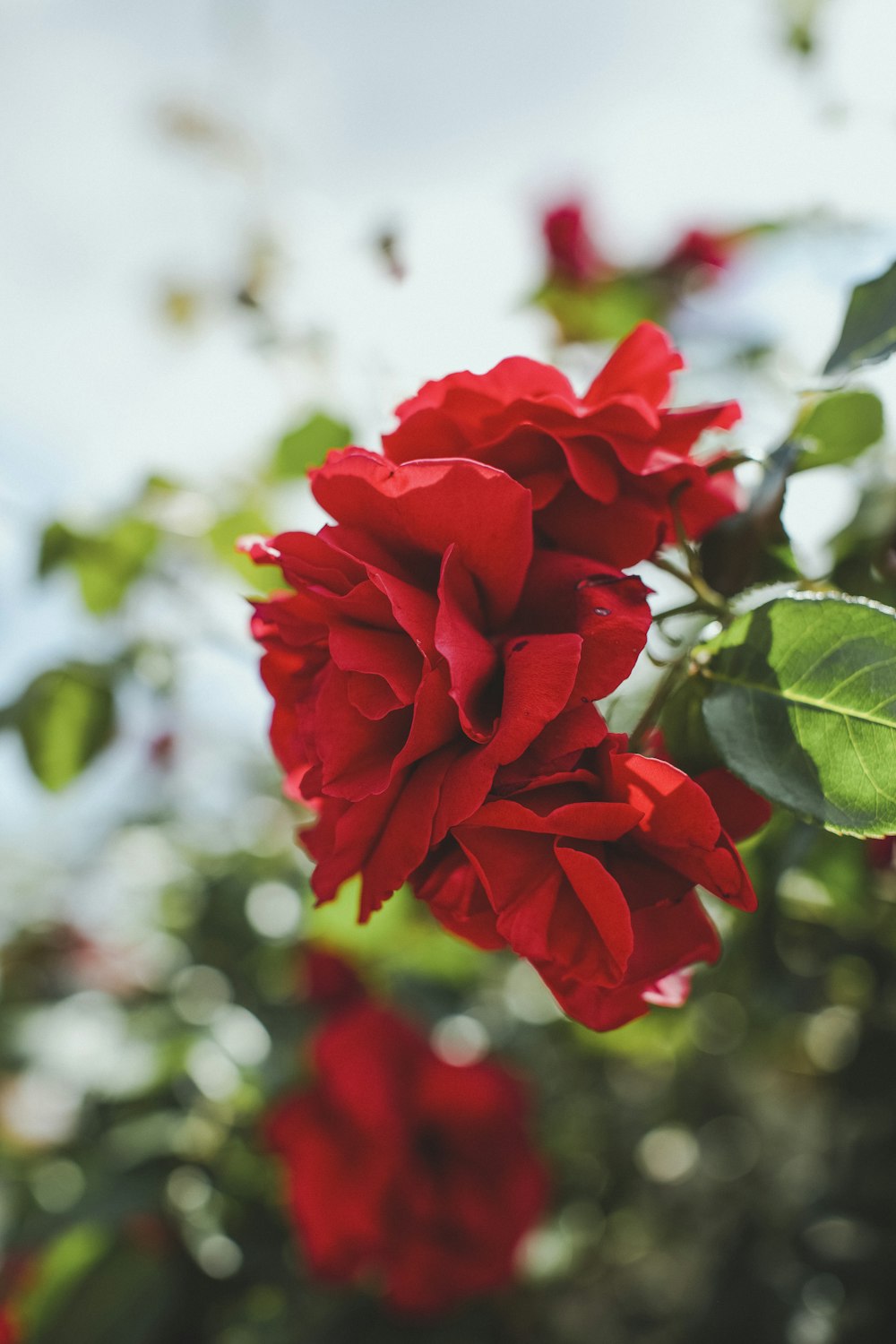 red rose in bloom during daytime