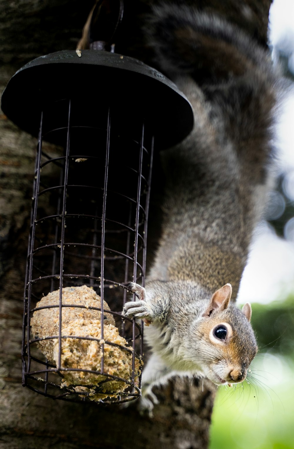 gray squirrel on brown wooden stick during daytime