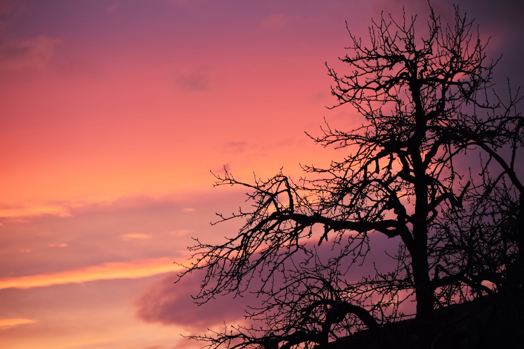 leafless tree under orange sky