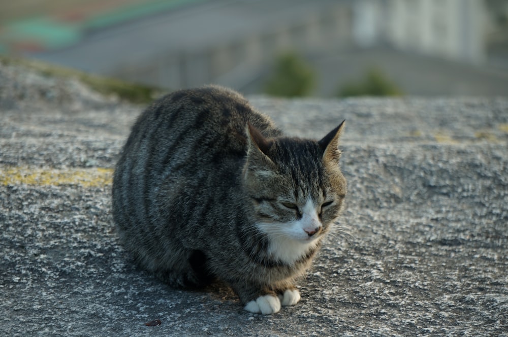 brown tabby cat on gray concrete floor during daytime