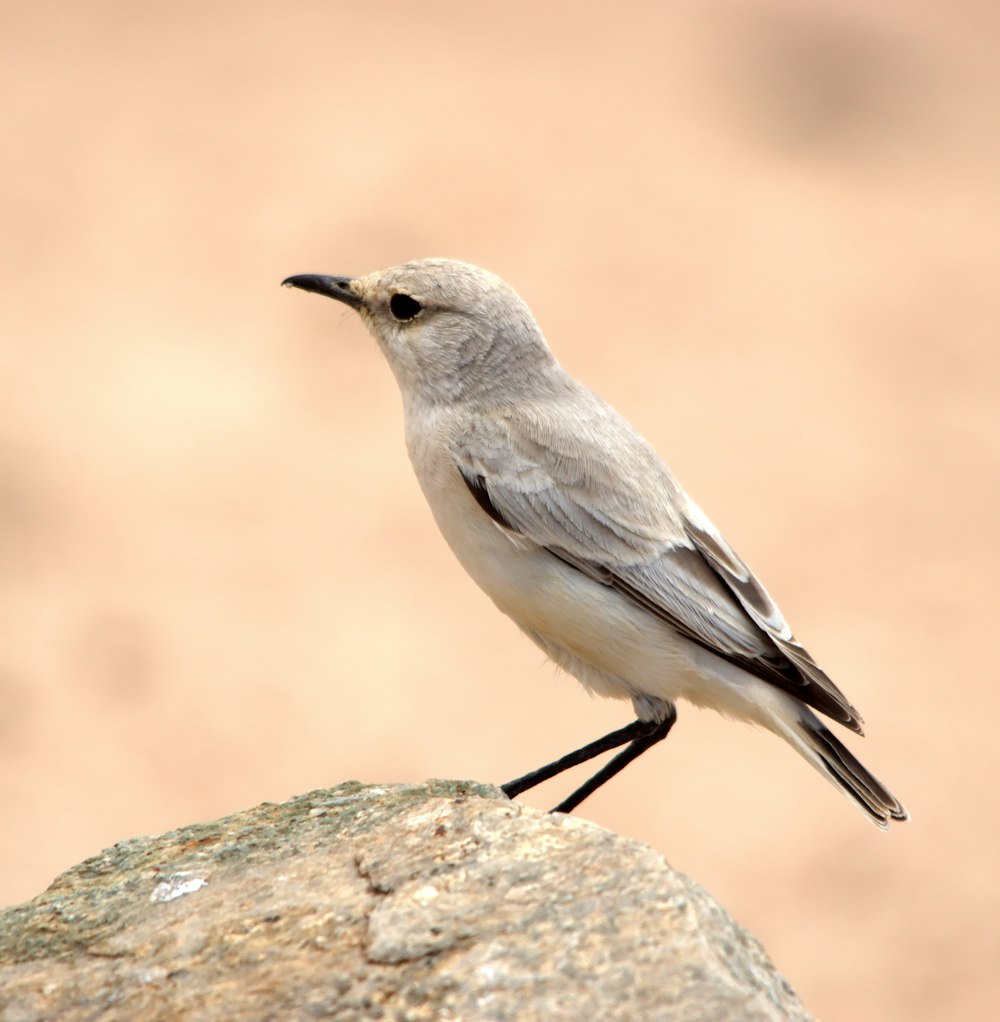 gray and white bird on gray rock