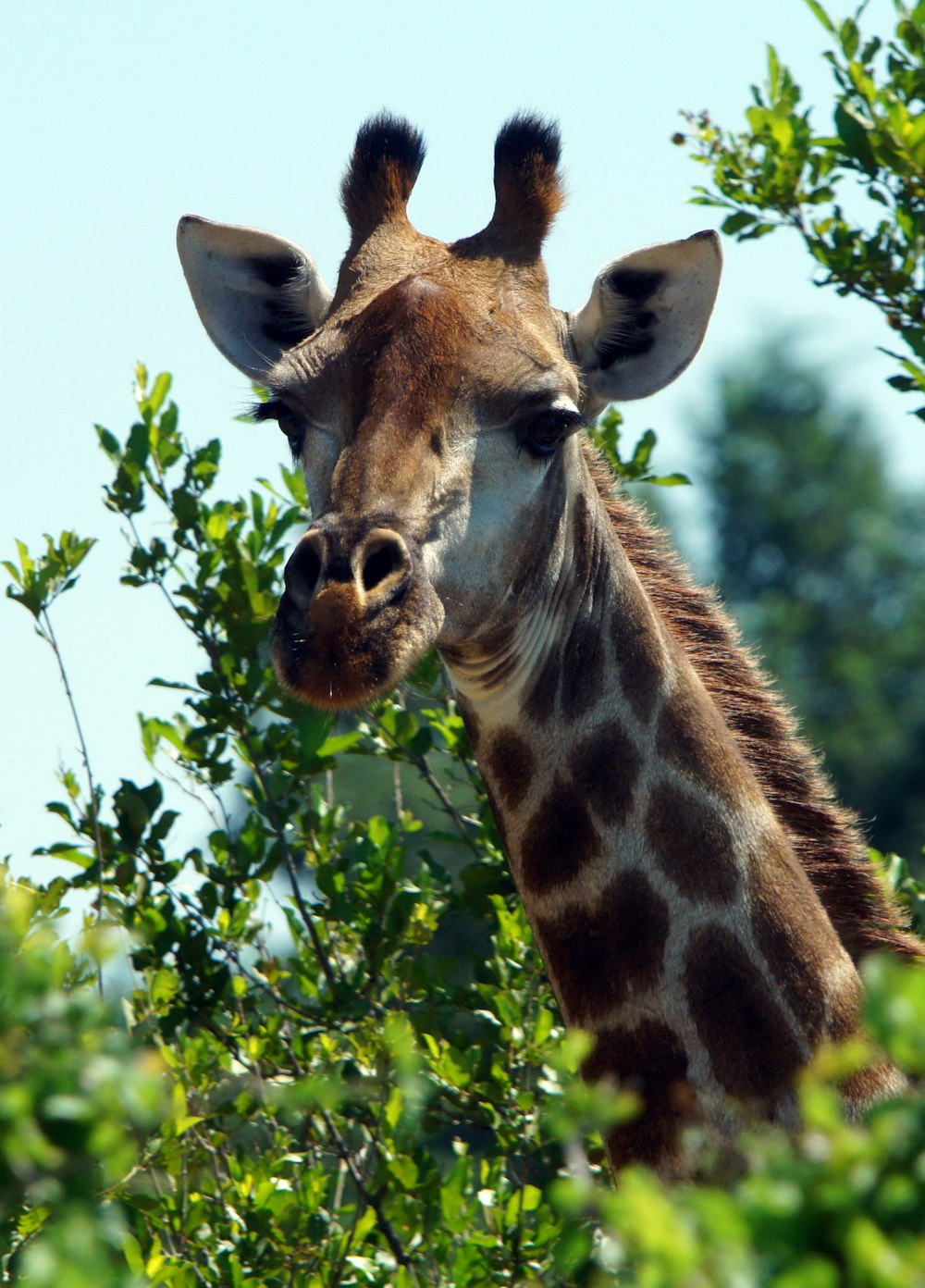 giraffe eating green leaves during daytime