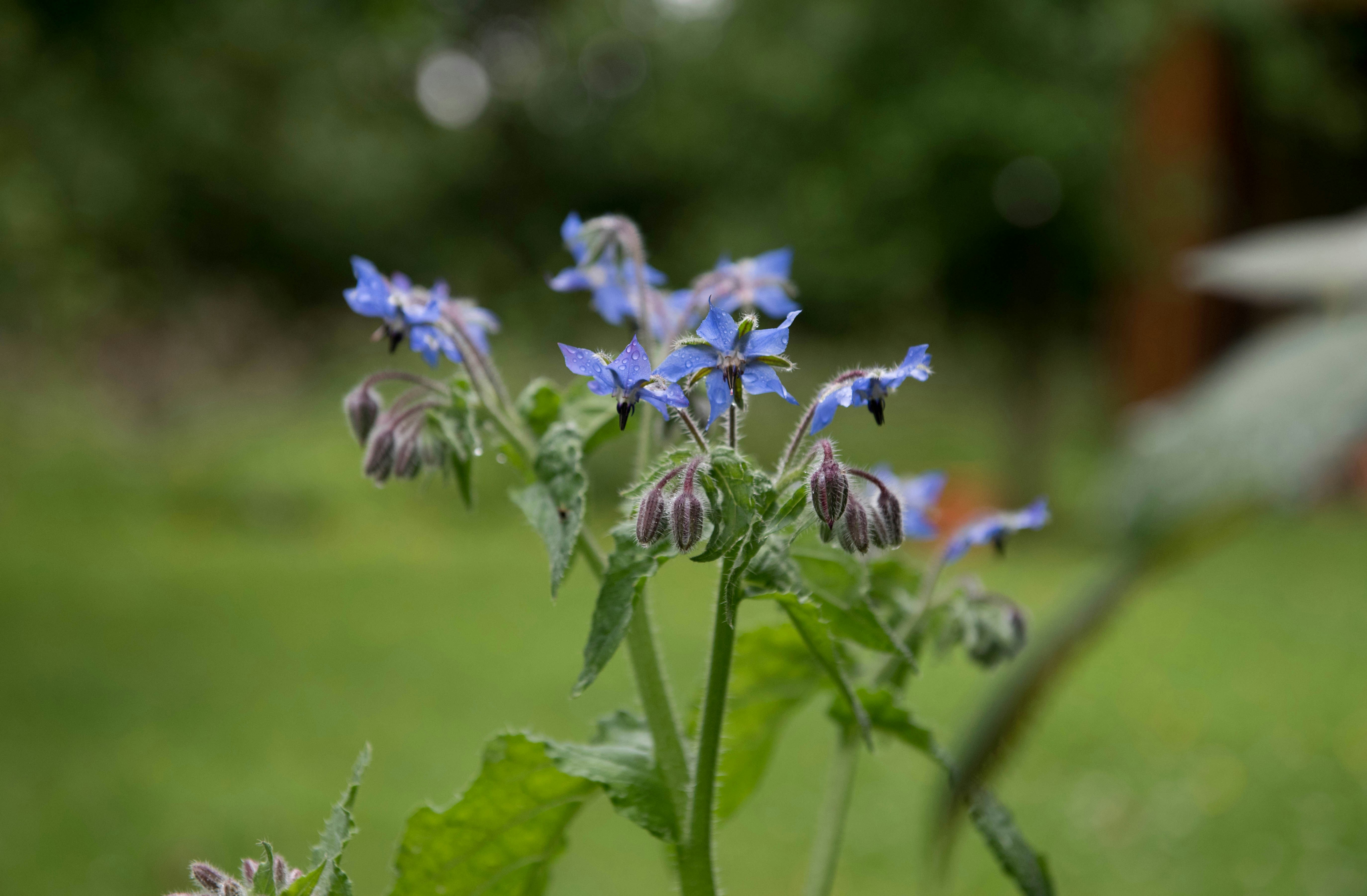 blue flowers in tilt shift lens