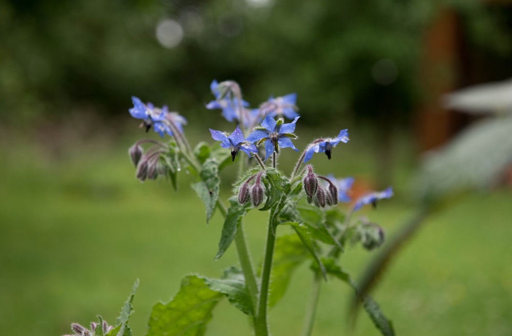 blue flowers in tilt shift lens