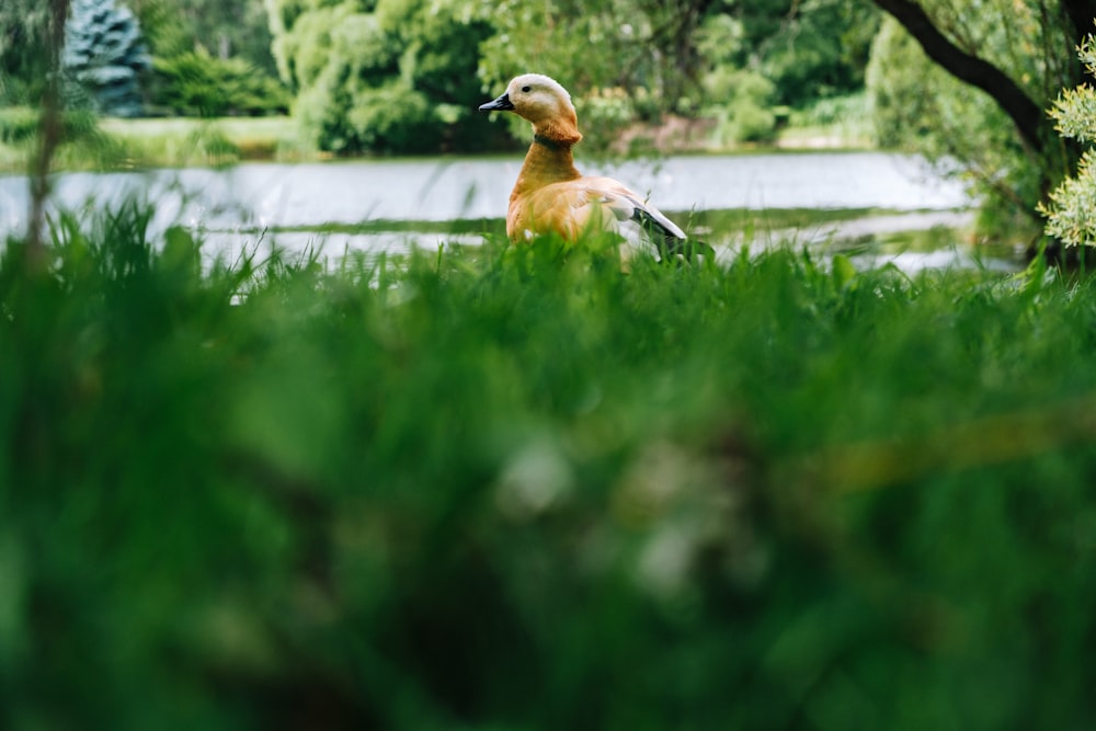 brown duck on green grass field during daytime