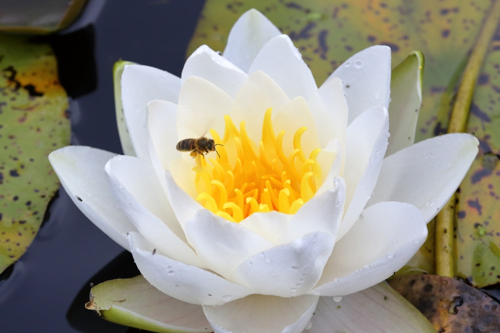 white and yellow flower with bee